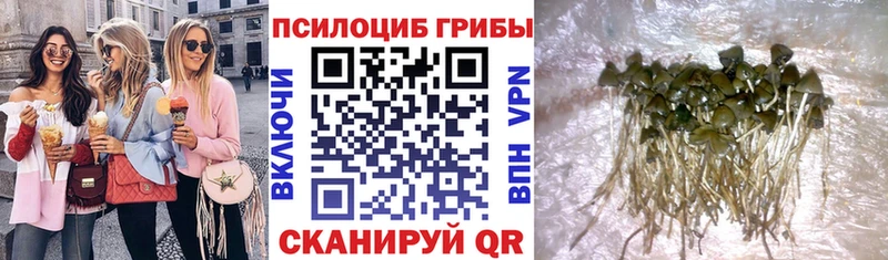 купить   Приморск  Галлюциногенные грибы прущие грибы 
